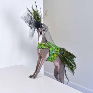 Peacock dress for dog  XXXS, XXS, XS, S, M, L and tailor made, real peacock skirt, can be removed so the dress becomes a top. Bibi included