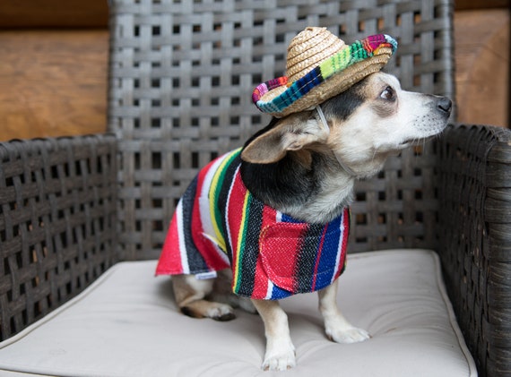 Disfraz mexicano para perro hot sale