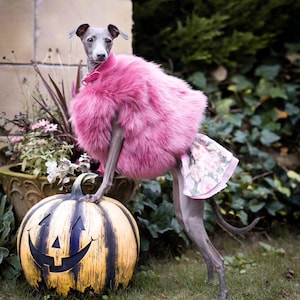 Faux fur vest for italian greyhound, whippets and other breeds.