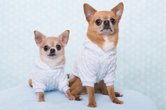 dog popcorn hoodie