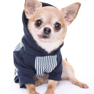 Peut inclure: Un petit chihuahua brun clair portant un sweat à capuche bleu et blanc rayé. Le chien est assis sur une surface blanche et regarde directement la caméra, la langue tirée.
