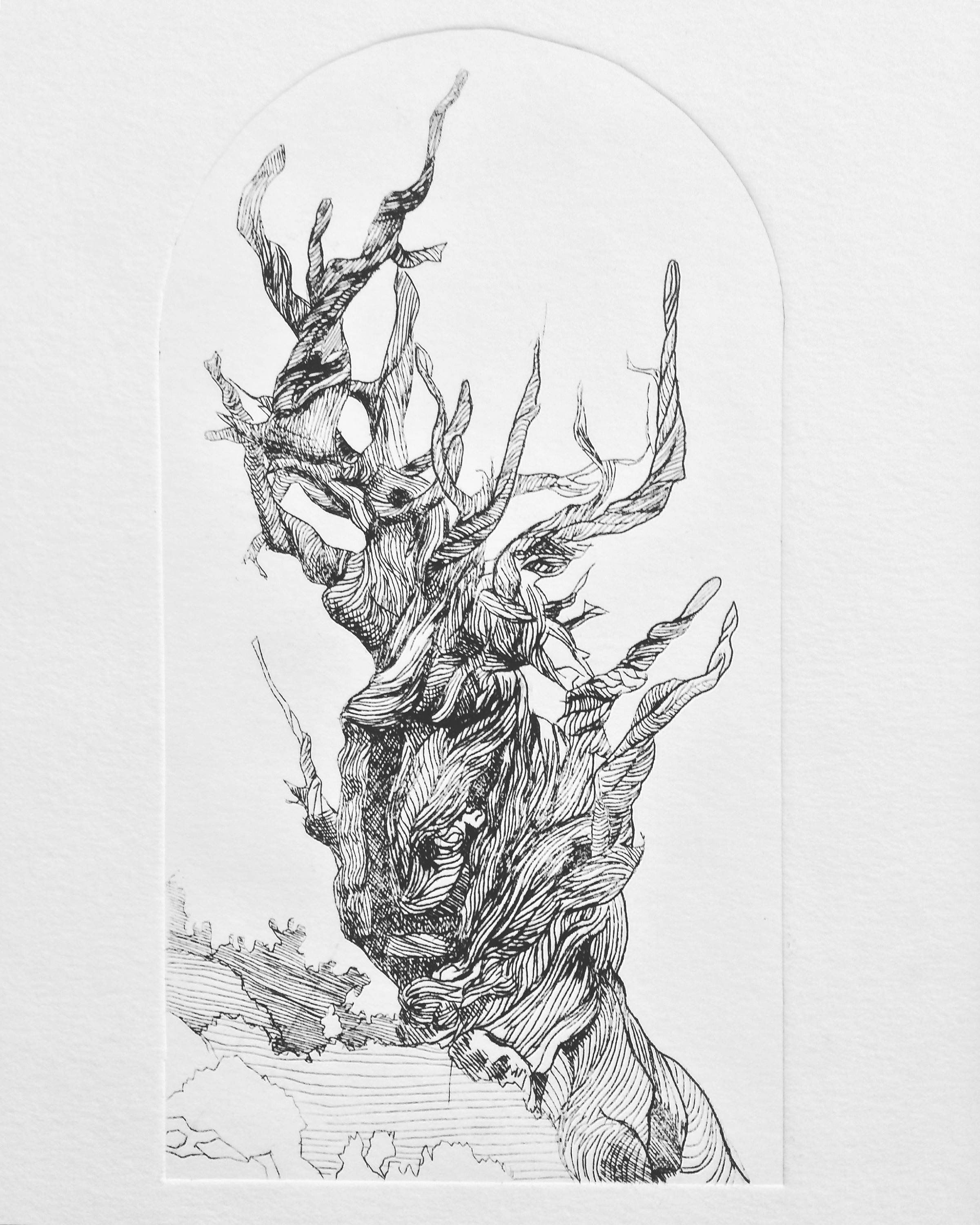 Bristlecone Pine Tree art print tree etching old tree art Etsy