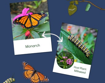 Butterfly flip cards