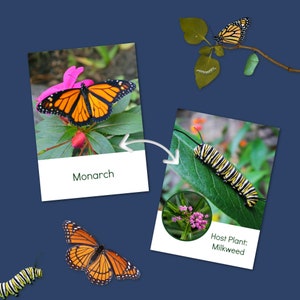May include: A monarch butterfly with orange and black wings is perched on a pink flower. The text "Monarch" is below the butterfly. A caterpillar with black and yellow stripes is on a green leaf. The text "Host Plant: Milkweed" is below the caterpillar.