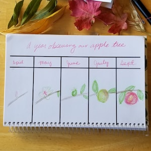 May include: A spiral-bound notebook with the title "A year observing our apple tree" in pink script. The notebook features a hand-drawn timeline of an apple tree's growth, from April to September, with colorful illustrations.