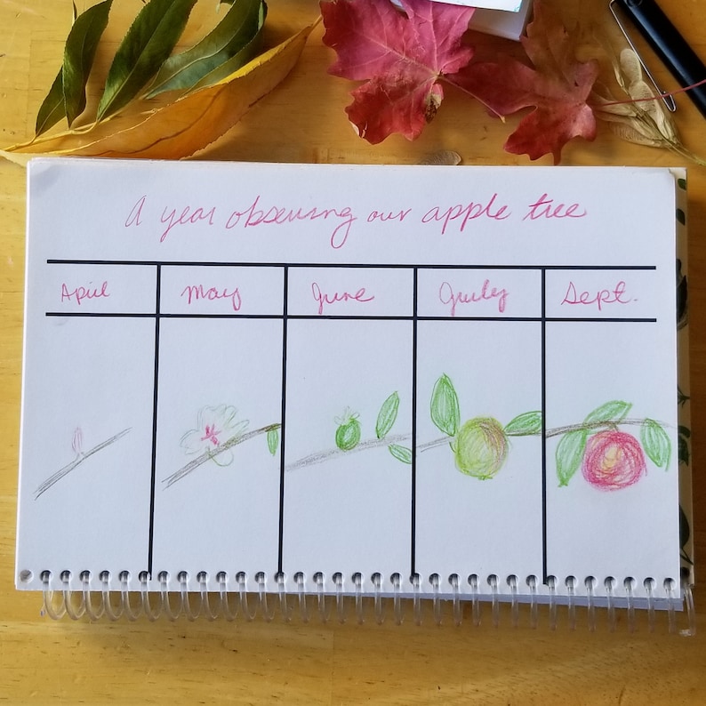 May include: A spiral-bound notebook with the title "A year observing our apple tree" in pink script. The notebook features a hand-drawn timeline of an apple tree's growth, from April to September, with colorful illustrations.
