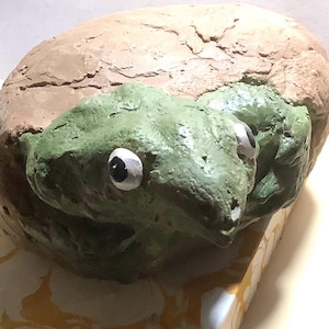 A Model of a Baby Triceratops Hatching with a Real. Frill Bone