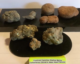 1-2 1/2インチの恐竜の糞、化石化した糞石、天然の岩石鉱物標本