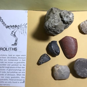 Mini Gastrolith and Turd Set
