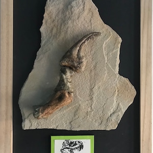 A framed Tyrannosaurus rex hand claw set