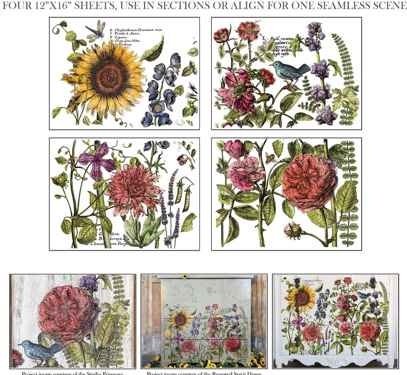IOD Botanist's Journal Rub-On Decal Transfer for Furniture Decor IOD Transfer for DIY Furniture Makeovers & Unique Home Decor Project immagine 2