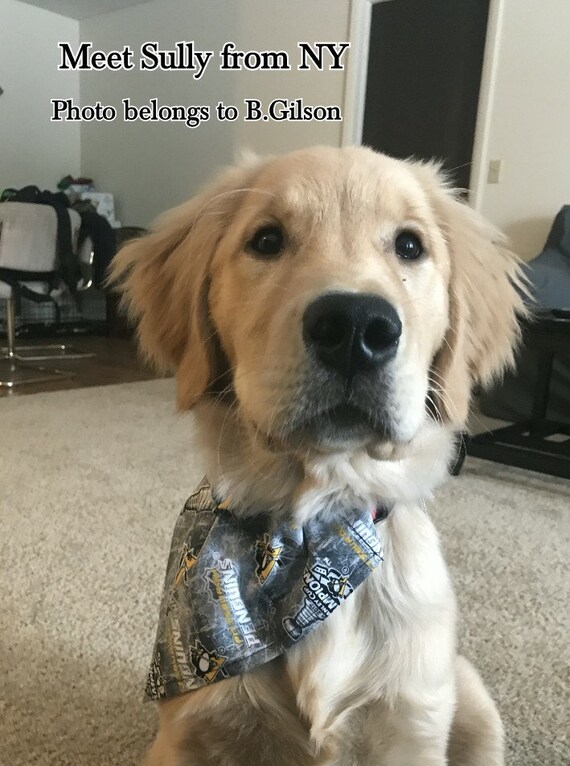 Pittsburgh penguins cheap dog bandana