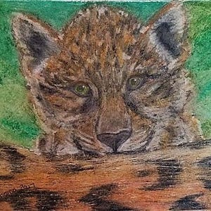 Guepard Bebe Animal Sauvage Dessin Couleur Zoo Etsy
