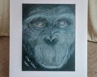 Chimpanzee, Chimp, Monkey, Gray, Blue, Orange, Eyes, Staring ,Thinking, Animal, Zoo, Wild, Graphite, Oil Pastel,Print, Drawing