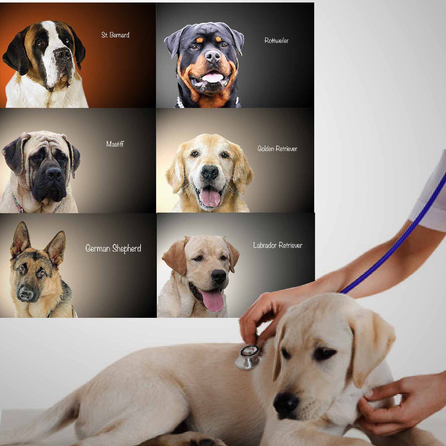 DOG PRINTS Wall Art 6 BREEDS Collection Large Dogs Sticker Etsy