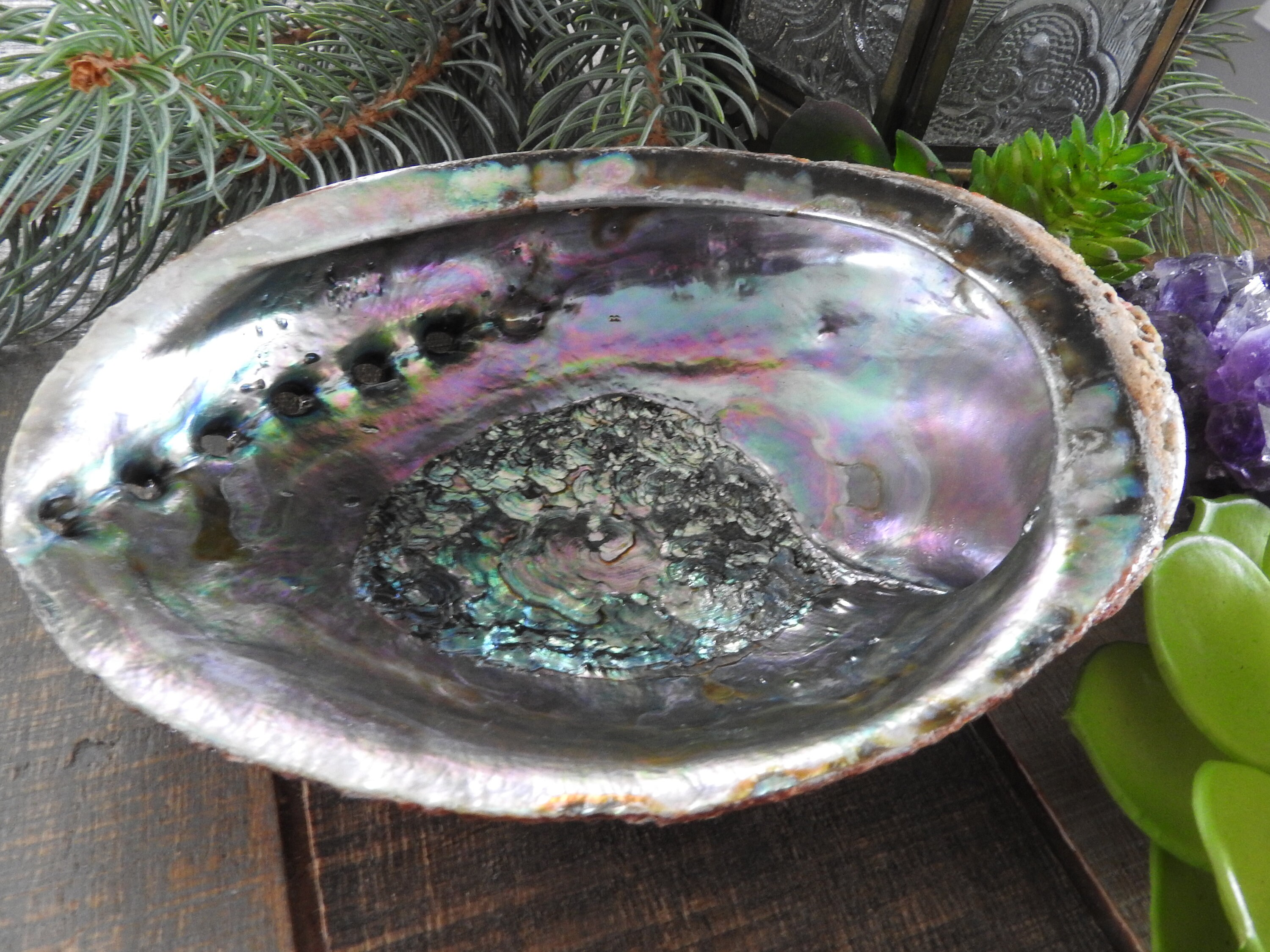 Abalone Shell / MEDIUM Abalone Shell / Smudge Shell / Ritual - Etsy