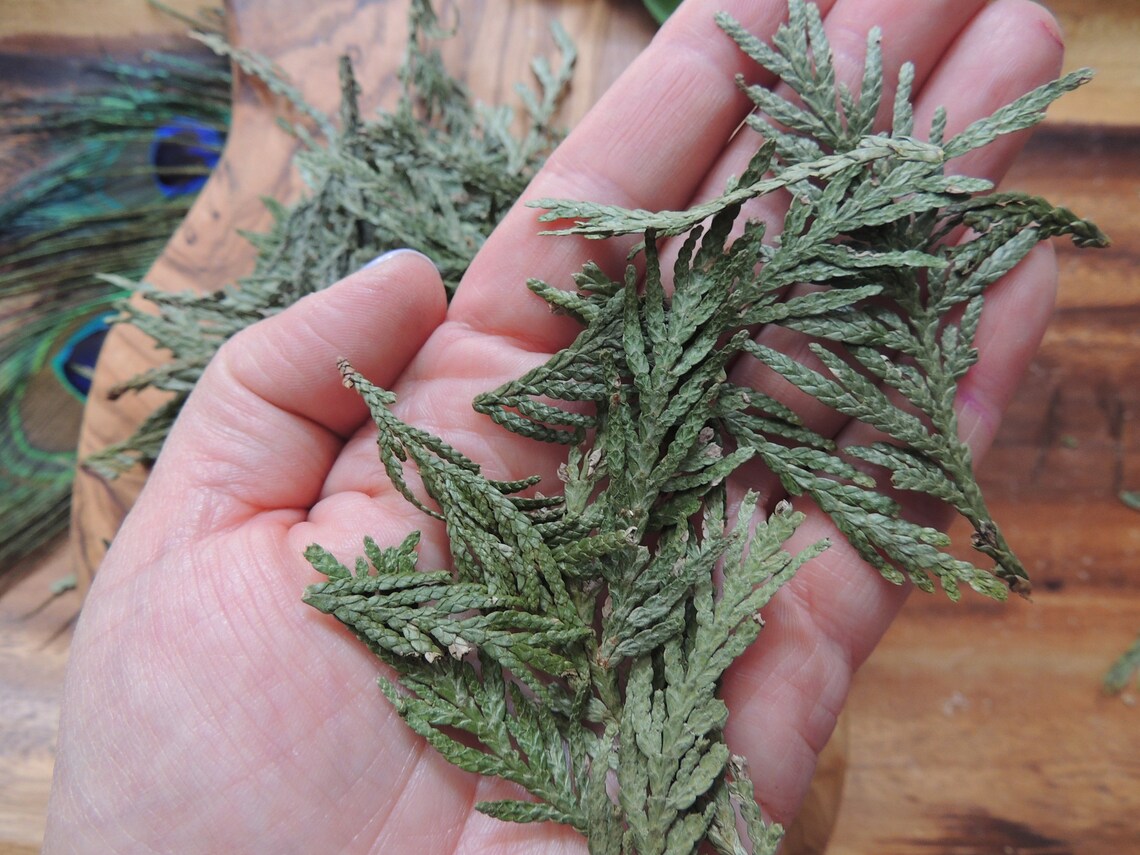 Flat Cedar / Dried Flat Cedar / Cedar / Smudging Cedar / USA Etsy.de