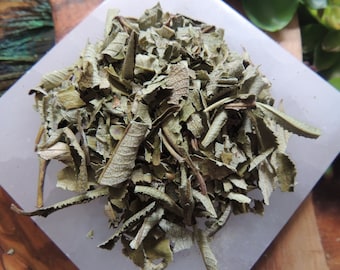 Yerba Santa / Mountain Balm / Bear Weed / Holy Weed / Dried Yerba Santa Leaf / Yerba Santa Smudge / Botanical / Yerba Santa Herbal / One Oz