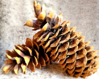 Sugar Pinecone / TWO LARGE Sugar Pinecones / Sugared Pinecone / Hand Gathered / 8 to 10 Inch Pine Cones / Pine Cone / Pine Cones with Sap