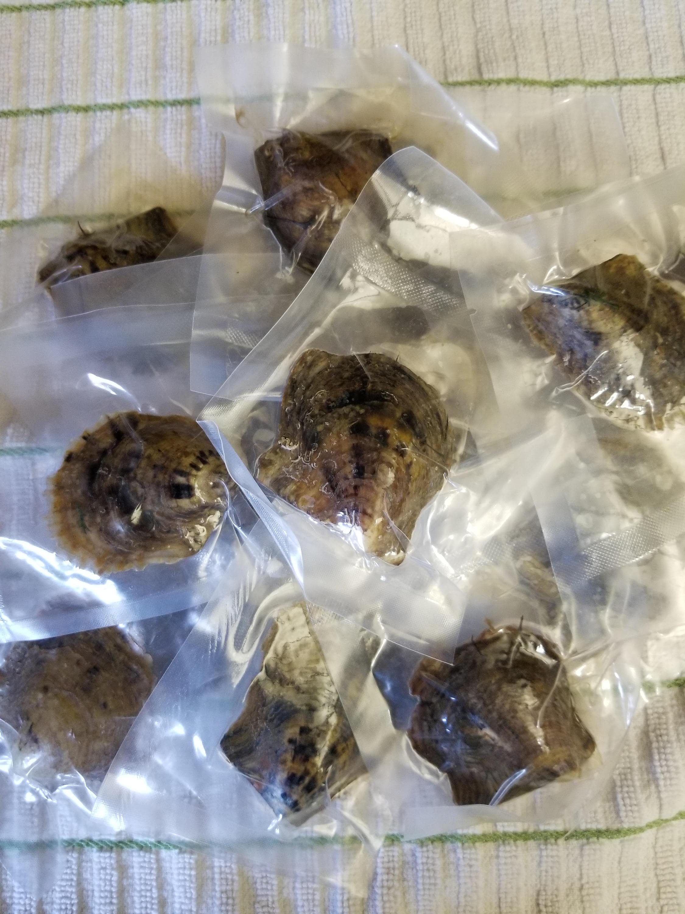 Salt water bulk oysters with pearls for jewelry making Etsy