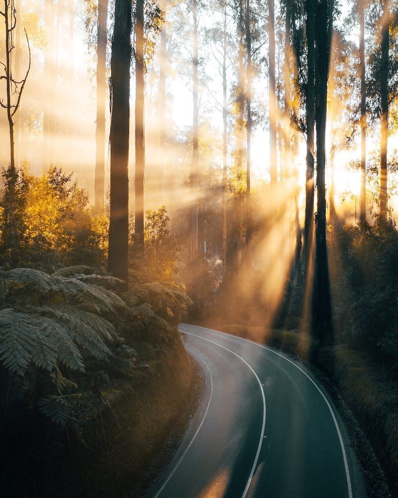 Black Spur Melbourne Australia Wall Art Print by Peter Yan Forest morning glory
