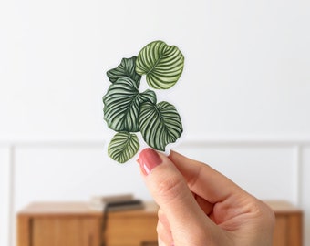 Clear Calathea Orbifolia Plant Sticker- Matte Die Cut Houseplant Sticker- Stripped Calathea Plant Water Resistant Sticker