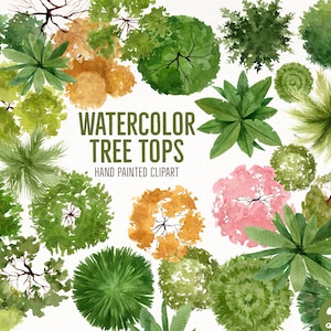 Vista superior de un árbol en acuarela - Vista en planta de un árbol en un paisaje - Gráfico de plano de un paisaje - Símbolos de la parte superior de un árbol pintados a mano para la arquitectura paisajística