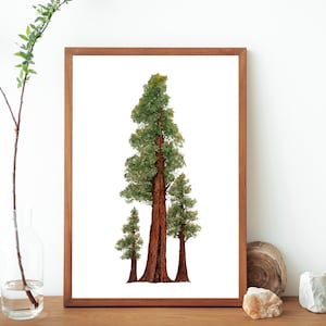 Redwood Tree Watercolor Painting Art Print- Northern California Forest Tree Art- Botanical Nature Tree Print- Watercolor Redwoods Poster