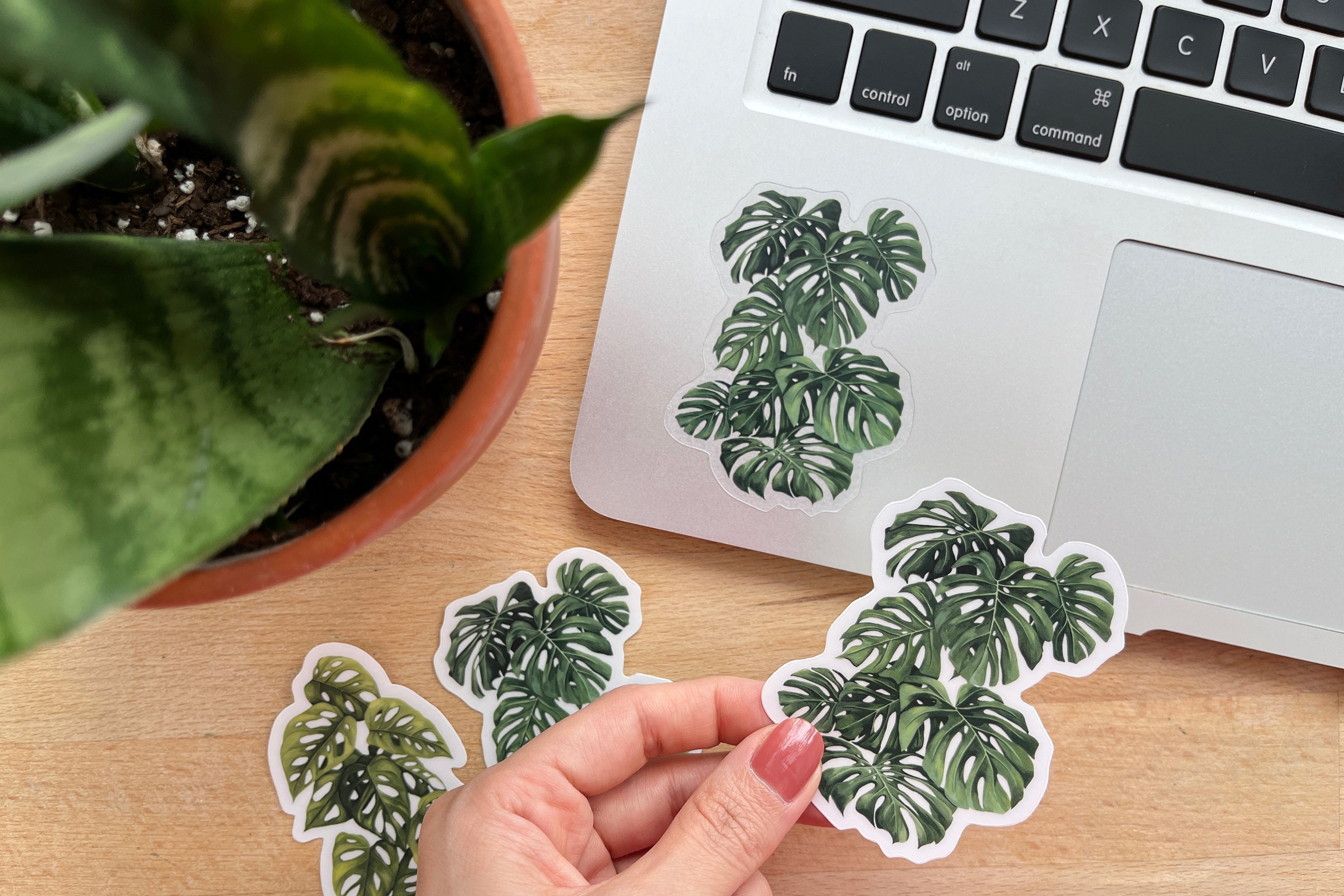 Monstera Deliciosa Sticker: Matte Clear Vinyl Houseplant Decal - Etsy