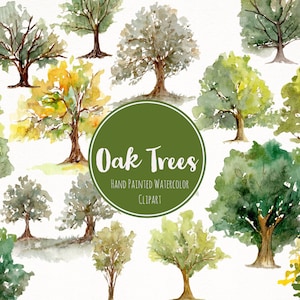 Watercolor Hand Painted Oak Trees Clipart- Nature Forest Art- Woodland Fall Oak Tree Clipart- Watercolor Evergreen Art- Trees Clip Art