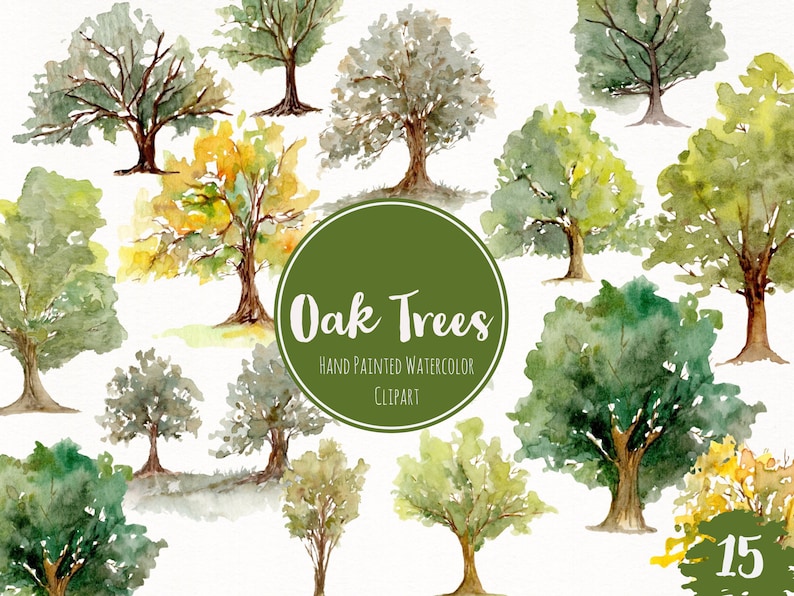 Watercolor Hand Painted Oak Trees Clipart Nature Forest Art Watercolor Evergreen Art Woodland Fall Oak Tree Clipart Trees Clip Art