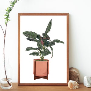 Plant Art Print- House Plant Wall Art- Botanical Art Print- Botanical Poster- Plant Poster- Greenery Art- Calathea Art Print- Calathea Plant