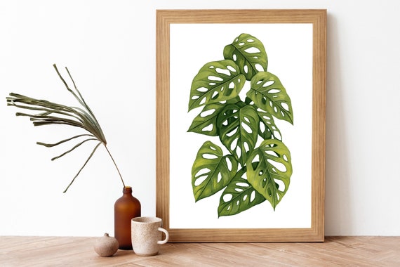 black gold philodendron kaufen Philodendron melanochrysum (Black Gold Philodendron) D9  Secret Garden  Plant Shop