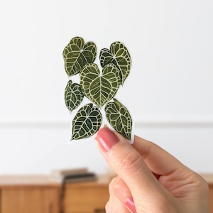 Anthurium Clarinervium Plant Sticker: Clear Matte, Water Resistant