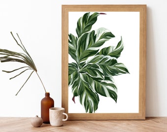 Calathea White Fusion Plant Gouache Painting Art Print- Botanical Houseplant Wall Art- Calathea House Plant Poster- Plant Wall Decor