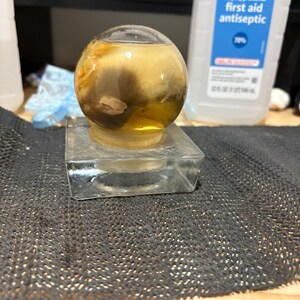 Fancy Rat Wet Specimen