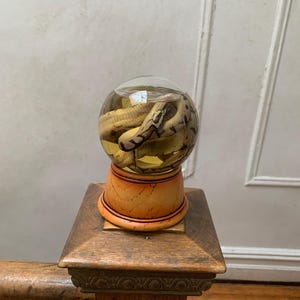 May include: A glass orb with a snake preserved inside, sitting on a wooden base with orange and brown accents.