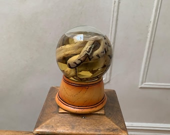 Baby Ball Python Globe