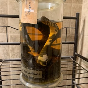 Preserved Cobra Wet Specimen