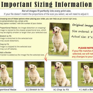 May include: Informative graphic detailing print sizing options for images. Includes a photo of a golden retriever and text explaining proportional resize, stretch to fit, crop to fit, and add a border. The original image size is 8"x10", actual size is 8"x13".