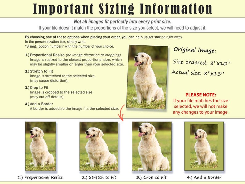 May include: Informative graphic detailing print sizing options for images. Includes a photo of a golden retriever and text explaining proportional resize, stretch to fit, crop to fit, and add a border. The original image size is 8"x10", actual size is 8"x13".
