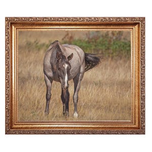 May include: A framed print of a horse in a field. The horse is gray with a white stripe on its face. The frame is gold with ornate detailing. The background is a field of dry grass.