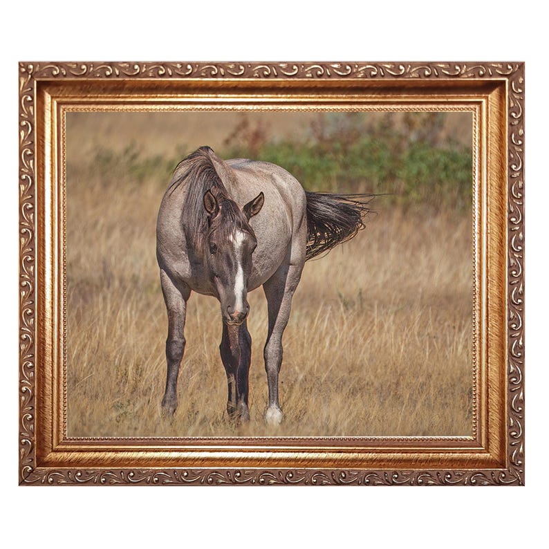 May include: A framed print of a horse in a field. The horse is gray with a white stripe on its face. The frame is gold with ornate detailing. The background is a field of dry grass.