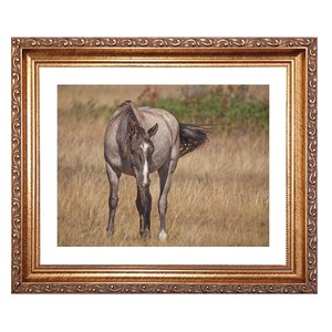 May include: A framed print featuring a horse in a field. The horse has a gray coat with a white stripe on its face. The frame is gold with ornate detailing. The background shows dry grass and a hint of green foliage.