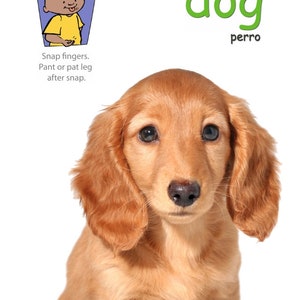 May include: A brown and white dachshund puppy looking at the camera. The text "dog" is written in green letters above the puppy. The text "perro" is written in black letters below the puppy. The text "Snap fingers. Pant or pat leg after snap." is written in black letters below the puppy. The text "Baby Signs Too.com" is written in black letters below the puppy.