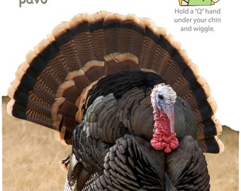 Thanksgiving Baby Sign Language Posters: Spanish Inclusive (Digital Download)