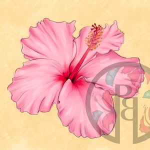 Pink hibiscus