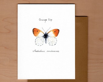 Orange Tip Butterfly Note Card: Watercolor Art, Blank Inside