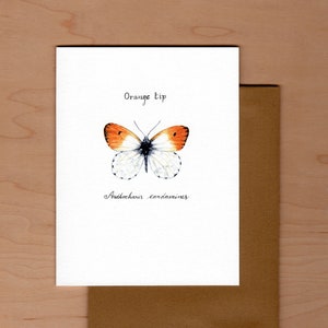 Orange Tip Butterfly Note Card: Watercolor Art, Blank Inside