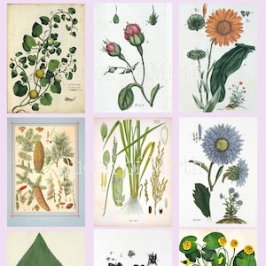 Botanical Studies cards nature tags junk journal printable digital download collage sheet journaling card making scrapbook